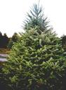 Blue Spruce Christmas Tree