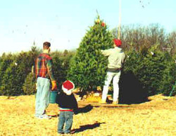 quality evergreen christmas trees